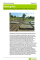 Planting Now: Agricultural challenges and opportunities for Haiti’s reconstruction
